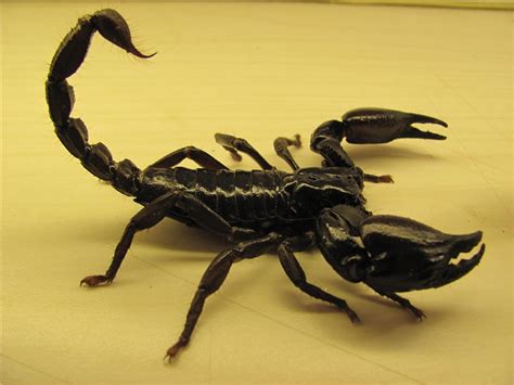 Черный скорпион
 2024.03.28 19:03